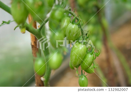 Fresh green tomatoes growing and ripening on a brunches. Close-up view of tomato plant with juicy tomato cluster. Homegrown healthy food. Gardening, control and examining harvesting of organic produce Fresh green tomatoes growing and ripening on a brunches. Close-up view of tomato plant with juicy tomato cluster. Homegrown healthy food. Gardening, control and examining harvesting of organic produce 132982007