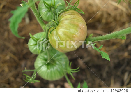 Fresh green tomatoes growing and ripening on a brunches. Close-up view of tomato plant with juicy tomato cluster. Homegrown healthy food. Gardening, control and examining harvesting of organic produce Fresh green tomatoes growing and ripening on a brunches. Close-up view of tomato plant with juicy tomato cluster. Homegrown healthy food. Gardening, control and examining harvesting of organic produce 132982008