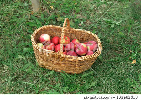 Farmer's Hand Picking Ripe Apples and Puts it in the Basket. Apple Orchard. Harvesting. Big Red delicious Apples Hanging in Tree Branch. Fruit Garden at Fall Harvest. Autumn Cloudy Day, Soft Shadow 4K Farmer's Hand Picking Ripe Apples and Puts it in the Basket. Apple Orchard. Harvesting. Big Red delicious Apples Hanging in Tree Branch. Fruit Garden at Fall Harvest. Autumn Cloudy Day, Soft Shadow 4K 132982018