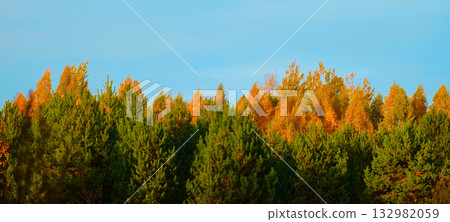 Blue sky and Yellow Leaves. Golden tree leaves. Low angle view. Leaves falling from autumn gold trees. Autumn concept, golden and green foliage in wind on blue background, trees in bright fall day Blue sky and Yellow Leaves. Golden tree leaves. Low angle view. Leaves falling from autumn gold trees. Autumn concept, golden and green foliage in wind on blue background, trees in bright fall day 132982059