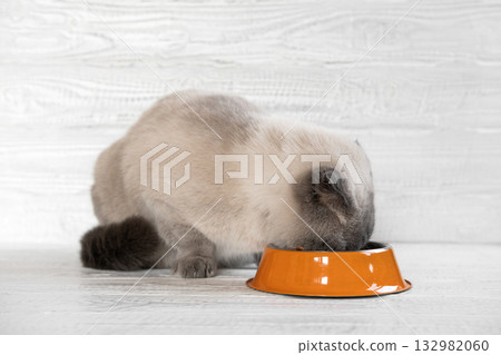 Cat Eating Food. Scottish Fold Gray Cat Eats Food from Orange Steel Bowl against White Wooden Wall. Close up. Hungry Feline at Home. Cute Domestic Animal. Side View, Copy Space. Pet Care. Cat Feeding 132982060