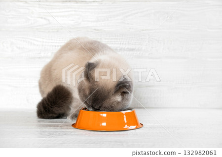 Cat Eating Food. Scottish Fold Gray Cat Eats Food from Orange Steel Bowl against White Wooden Wall. Close up. Hungry Feline at Home. Cute Domestic Animal. Side View, Copy Space. Pet Care. Cat Feeding 132982061