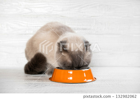 Cat Eating Food. Scottish Fold Gray Cat Eats Food from Orange Steel Bowl against White Wooden Wall. Close up. Hungry Feline at Home. Cute Domestic Animal. Side View, Copy Space. Pet Care. Cat Feeding 132982062