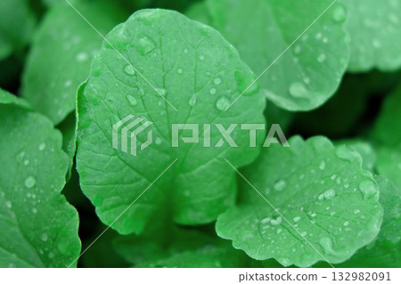 Green leaves background. Edible leaves with water dew drops growing in a soil. Perfect video suitable for seasonal use. Radish foliage. Healthy green food. Fresh salad. Vegetable backdrop. Veggies Green leaves background. Edible leaves with water dew drops growing in a soil. Perfect video suitable for seasonal use. Radish foliage. Healthy green food. Fresh salad. Vegetable backdrop. Veggies 132982091