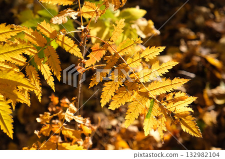 Yellow leaves on a blurred background. Golden leaves in autumn blurred background. Copy space. Natural background with leaves and bright sunlight. Foliage illuminated sun. Yellow leaves on a blurred background. Golden leaves in autumn blurred background. Copy space. Natural background with leaves and bright sunlight. Foliage illuminated sun. 132982104