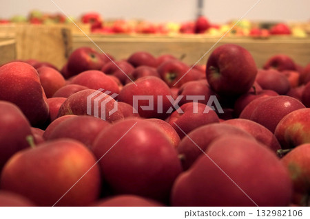 Apples in Wood Crates Ready for Shipping. Cold Storage Interior. Large Distribution Warehouse with Apples. Video Footage for Advertising. Juice, Cider, Vinegar Production. Food Factory. Fruit Industry Apples in Wood Crates Ready for Shipping. Cold Storage Interior. Large Distribution Warehouse with Apples. Video Footage for Advertising. Juice, Cider, Vinegar Production. Food Factory. Fruit Industry 132982106