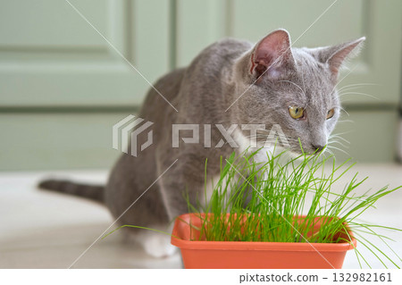 Cat eat grass. Cat eating green grass. Domestic cat munching wheat plant sprouts grown in pot. Natural hairball treatment. Close-up kitten munching fresh oats at home. Emotionally video. Health of Pet Cat eat grass. Cat eating green grass. Domestic cat munching wheat plant sprouts grown in pot. Natural hairball treatment. Close-up kitten munching fresh oats at home. Emotionally video. Health of Pet 132982161