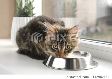Cat Sits on a Windowsill, Licking Milk from Steel Bowl. Close up. Little Tabby Kitten Eating at Home. Little Young Feline Drinking Milk. Fluffy Pet. Cat Food. Health of Domestic Animal. Kitty Lapping 132982162