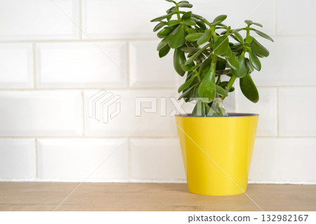 Different houseplants in a yellow and white pots on a table. Springtime. Copy space. Taking care house plant concept. Crassula, Lilies growing in pot. Caring Home plants. Nordic Scandinavian Design Different houseplants in a yellow and white pots on a table. Springtime. Copy space. Taking care house plant concept. Crassula, Lilies growing in pot. Caring Home plants. Nordic Scandinavian Design 132982167