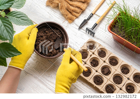 Gardener planting flowers. Female Hands Working with Soil, Natural Small Pots. Fertility. Caring House Plants. Top View. Person Sowing Seeds in Germination Boxes. Growing Seedlings at Home in Spring Gardener planting flowers. Female Hands Working with Soil, Natural Small Pots. Fertility. Caring House Plants. Top View. Person Sowing Seeds in Germination Boxes. Growing Seedlings at Home in Spring 132982172