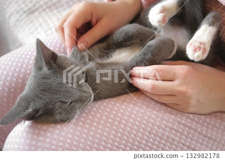 Girl in pink pants stroking a small gray cat lying in her lap. Young Woman wearing sweater sitting at home and petting feline. Female stroke kitten with hand and fingers. Life with pet. Kitty and me 132982178