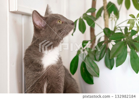 Pet and houseplant. Grey striped domestic cat sitting near the house plants. Image for veterinary clinics, sites about cats, for cat food. Kitten and home flower in a pot. Animals and home flowers Pet and houseplant. Grey striped domestic cat sitting near the house plants. Image for veterinary clinics, sites about cats, for cat food. Kitten and home flower in a pot. Animals and home flowers 132982184