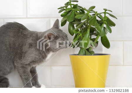 Pet and houseplant. Grey striped domestic cat sitting near the house plants. Video for veterinary clinics, sites about cats, for cat food. Kitten and home flower in a pot. Animals and home flowers Pet and houseplant. Grey striped domestic cat sitting near the house plants. Video for veterinary clinics, sites about cats, for cat food. Kitten and home flower in a pot. Animals and home flowers 132982186