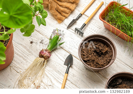 Repotting Houseplants Flat Lay. Top View of Garden Tools, Sprout of Purple Hyacinth, Plants and Soil on White Wooden Table. Potted Plant Care at Home. Urban jungle Caring. Gardening. High Angle View 132982189