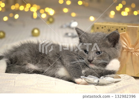 Christmas Cat. Small Gray Kitten Playing with Xmas Decorations, Balls, Looking to Camera. Kitty Preparing to Celebration. Funny Little Cat and Gift Box, Beige Blanket. Festive background. New Year Pet Christmas Cat. Small Gray Kitten Playing with Xmas Decorations, Balls, Looking to Camera. Kitty Preparing to Celebration. Funny Little Cat and Gift Box, Beige Blanket. Festive background. New Year Pet 132982396