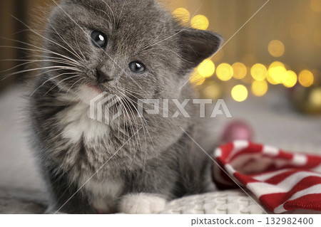 Christmas Cat Small Gray Kitten Playing with Xmas Decorations, Balls, Looking to Camera. Kitty Preparing to Celebration. Funny Little Cat and Gift Box, Beige Blanket. Festive background. New Year Pet Christmas Cat Small Gray Kitten Playing with Xmas Decorations, Balls, Looking to Camera. Kitty Preparing to Celebration. Funny Little Cat and Gift Box, Beige Blanket. Festive background. New Year Pet 132982400