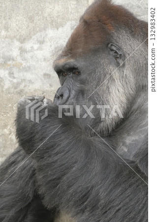 Gorilla thinks he can't see anything when people talk about molecules and atoms. Gorilla thinks he can't see anything when people talk about molecules and atoms. 132983402