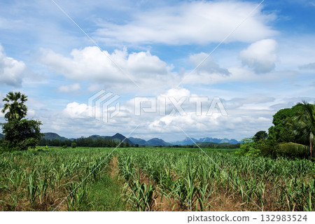 Wide-angle view of a sugarcane field in the midst of beautiful nature. Wide-angle view of a sugarcane field in the midst of beautiful nature. 132983524