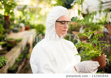 Senior woman wearing white protective suit inspecting terracotta pot in greenhouse, copy space Senior woman wearing white protective suit inspecting terracotta pot in greenhouse, copy space 132983648