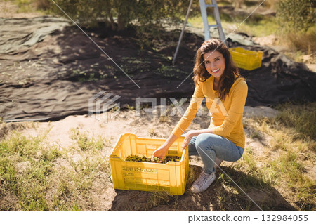 Mid adult woman kneeling under olive trees sorting olives into yellow crate near ladder, copy space Mid adult woman kneeling under olive trees sorting olives into yellow crate near ladder, copy space 132984055