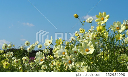 白色和淡黃色的波斯菊花非常漂亮。 132984098