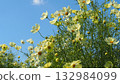 The white and pale yellow cosmos flowers were fluttering in the wind and looked beautiful under the blue sky. 132984099
