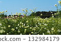 The white cosmos flowers were fluttering in the wind and looking beautiful under the blue sky. 132984179
