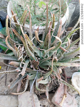 Top view of aloe vera plant with sunburnt orange tips and irregular natural leaf arrangement showing realistic garden growth in harsh sunlight conditions. 132984442