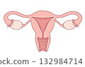 female genitalia 132984714