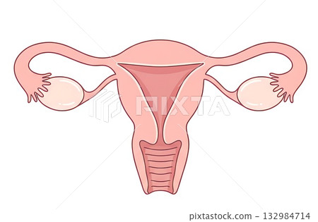 女性生殖器 女性生殖器 132984714