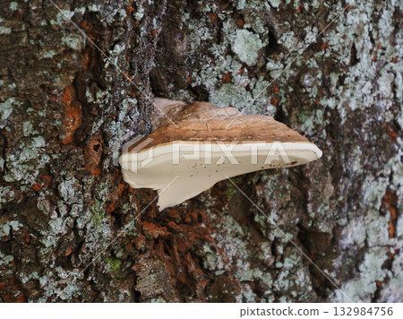 Kofukisarunokoshikake (Potassium oxysporum) 132984756