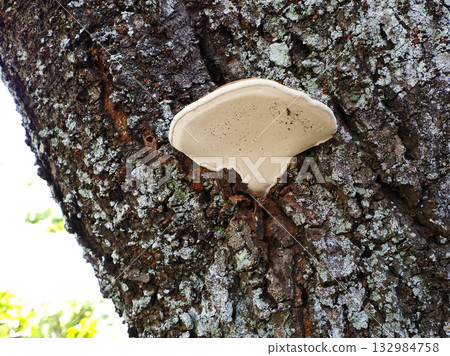 Kofukisarunokoshikake (Potassium oxysporum) Kofukisarunokoshikake (Potassium oxysporum) 132984758