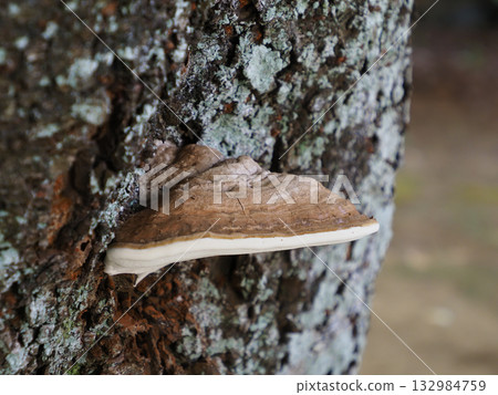 Kofukisarunokoshikake (Potassium oxysporum) 132984759