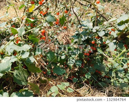 Dense cluster of black nightshade (Solanum nigrum) plants with ripe red berries in natural daylight, showcasing medicinal herb growth in wild vegetation landscape Dense cluster of black nightshade (Solanum nigrum) plants with ripe red berries in natural daylight, showcasing medicinal herb growth in wild vegetation landscape 132984764