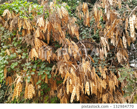 Closeup view of Albizia lebbeck seed pod clusters hanging from tree branches in dry brown condition, native Indian flora captured in natural daylight for botanical and educational use 132984770