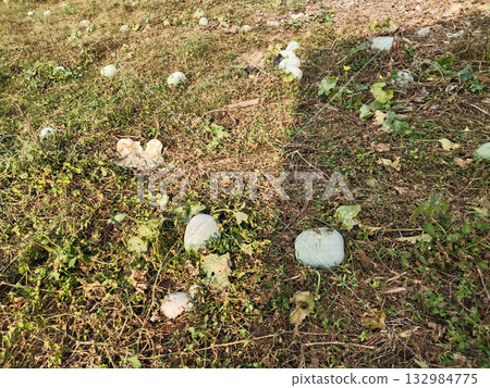 Ash gourd harvest scattered in agricultural field after cutting, showing white petha fruits lying across the farm in rural India during post-harvest season 132984775