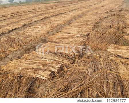 Harvested paddy field with cut rice stalks lying in neat rows on the ground, showcasing rural agriculture and traditional harvesting process in Indian farming landscape 132984777