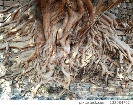 Ancient banyan tree roots enveloping a weathered brick wall, portraying nature quiet power, timeless resilience, and the harmonious clash of organic growth with man made structure Ancient banyan tree roots enveloping a weathered brick wall, portraying nature quiet power, timeless resilience, and the harmonious clash of organic growth with man made structure 132984792