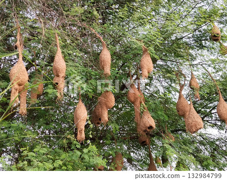 Dozens of hanging weaver bird nests clustered on tree branches, showing detailed natural craftsmanship and avian nesting behavior in rural or forest habitat Dozens of hanging weaver bird nests clustered on tree branches, showing detailed natural craftsmanship and avian nesting behavior in rural or forest habitat 132984799