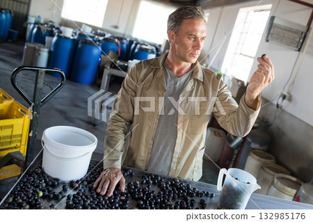Mature man inspecting dark purple fruits at stainless steel sorting table in processing shed Mature man inspecting dark purple fruits at stainless steel sorting table in processing shed 132985176