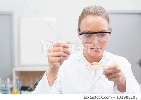 Female lab technician wearing lab coat dispensing liquid with pipette into petri dish at bench 132985193