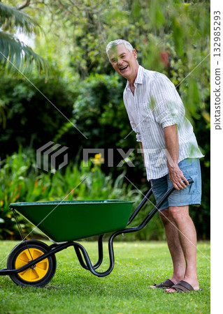 Senior man pushing green wheelbarrow across backyard garden lawn with flowering shrubs, copy space 132985293
