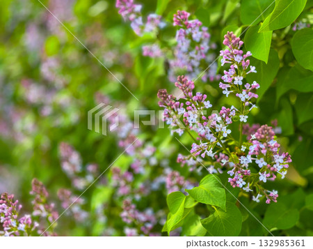 Close up of pink and white lilac blossoms on vibrant green leaves in sunny garden 132985361