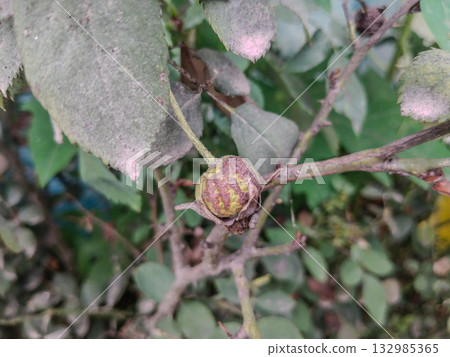 Close-up of a rose plant with seed pods in focus, showing natural details and texture of the maturing rose fruit under soft daylight 132985365