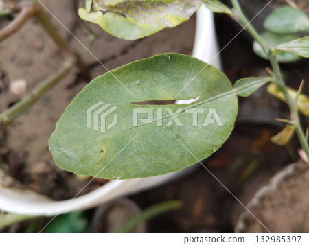 Lemon plant leaves severely eaten by insects, showing pest damage, disease symptoms and natural infestation on citrus foliage in rural farm or home garden Lemon plant leaves severely eaten by insects, showing pest damage, disease symptoms and natural infestation on citrus foliage in rural farm or home garden 132985397