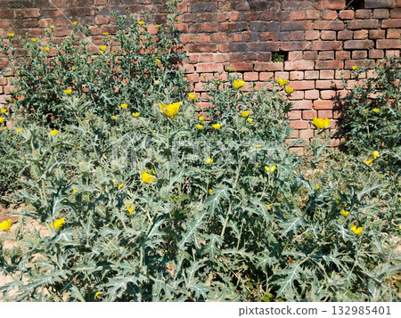 Dense growth of blooming Satyanashi (Argemone mexicana) plants with vibrant yellow flowers in wild terrain, showcasing toxic spiny foliage and natural habitat under bright sunlight Dense growth of blooming Satyanashi (Argemone mexicana) plants with vibrant yellow flowers in wild terrain, showcasing toxic spiny foliage and natural habitat under bright sunlight 132985401