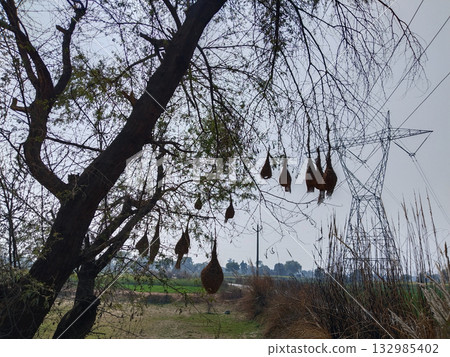 Baya weaver birds intricately woven nest hanging from thorny babool tree branch in Indian village, showcasing natural avian architecture and rural ecosystem during nesting season Baya weaver birds intricately woven nest hanging from thorny babool tree branch in Indian village, showcasing natural avian architecture and rural ecosystem during nesting season 132985402