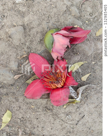 Top view of a fallen red silk cotton flower (Semar) lying on earthy ground, slightly damaged, symbolizing seasonal bloom and natural decay in rural Indian environment. Top view of a fallen red silk cotton flower (Semar) lying on earthy ground, slightly damaged, symbolizing seasonal bloom and natural decay in rural Indian environment. 132985405