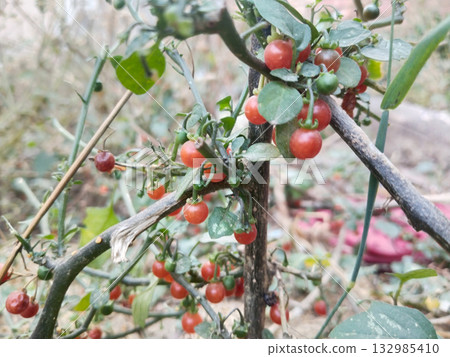 Close-up of a Red Nightshade (Solanum villosum) plant with multiple ripe red berries among green leaves, captured in natural sunlight, representing a wild Indian medicinal herb in full growth Close-up of a Red Nightshade (Solanum villosum) plant with multiple ripe red berries among green leaves, captured in natural sunlight, representing a wild Indian medicinal herb in full growth 132985410