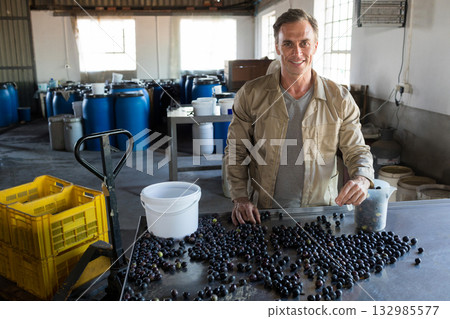 Adult male worker sorting berries into measuring pitcher on metal table at winery, copy space Adult male worker sorting berries into measuring pitcher on metal table at winery, copy space 132985577